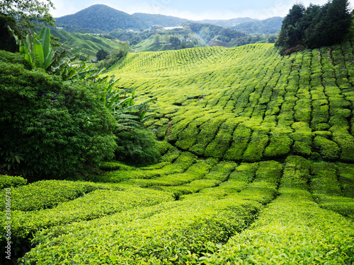 Board z aluminiowym obramowaniem Plantacji herbaty Cameron Highlands, Malezja