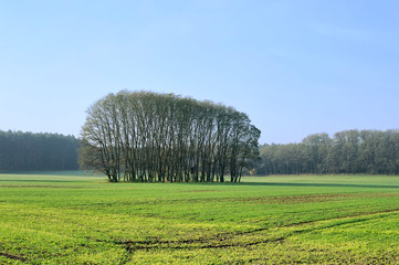 Poster - Feld und Wald -  field and forest 01