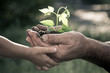 © Igor Yaruta - Hands of elderly man and baby holding a plant