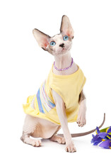 Canadian Sphynx Cat Dressed In Yellow Dress With Iris Flower