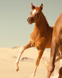 Bay arabian foal