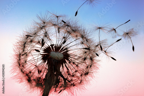 Naklejka na szafę Dandelion