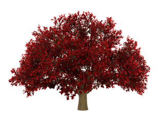 Wall Mural - persian ironwood tree isolated on white background
