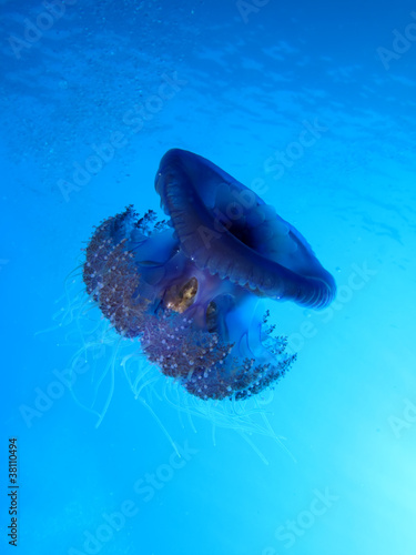 Obraz na płótnie canvas dwuczęściowy "dyptyk" Kalafior jellyfish - cephea cephea