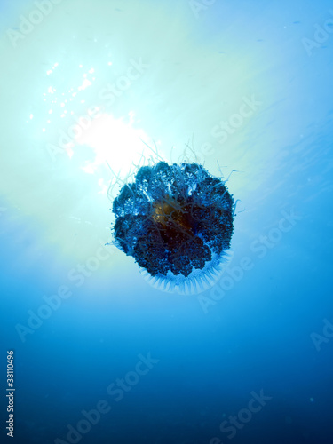 Obraz na płótnie canvas Kalafior jellyfish - cephea cephea