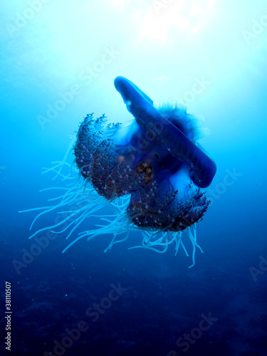 Obraz na płótnie canvas czteroczęściowy "tetraptyk" Kalafior jellyfish - cephea cephea