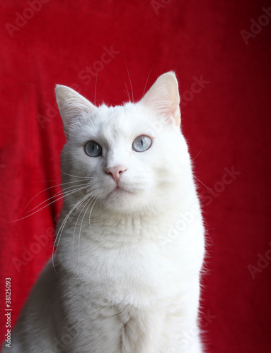  Obraz koty   bialy-kot-na-czerwonym-tle