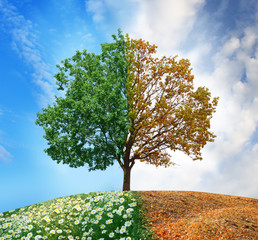 Conceptual tree in summer and autumn