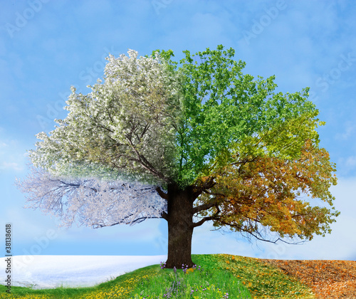 drzewo-czterosezonowe