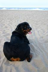 Canvas Print - rottweiler on the beach