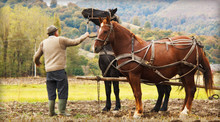 Farmer With Two Horses In Field