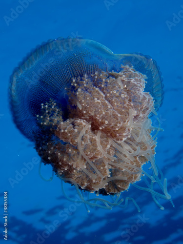 Obraz na płótnie canvas trzyczęściowy "tryptyk" Kalafior jellyfish - cephea cephea