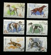 hunter dogs on USSR stamps