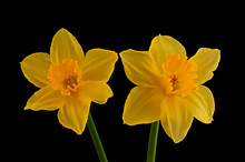 Two Yellow Flowering Daffodils