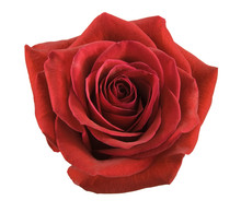 Closeup Of A Beautiful Red Rose On A White Background
