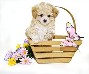 Wall Mural - Toy Poodle Puppy with Butterfly