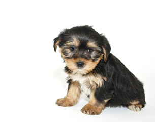 Wall Mural - Morkie Puppy