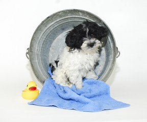 Wall Mural - Cute Puppy Sitting in a Bath Tub