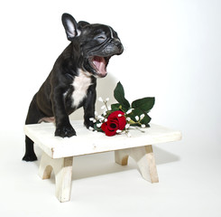 Wall Mural - Funny French Bulldog