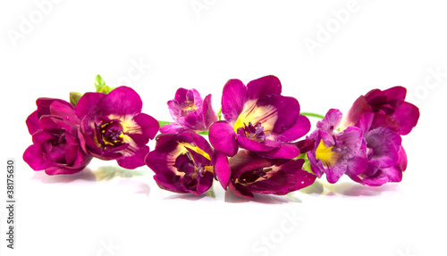 Fototapeta na wymiar Płatki fioletowych kwiatów na białym tle