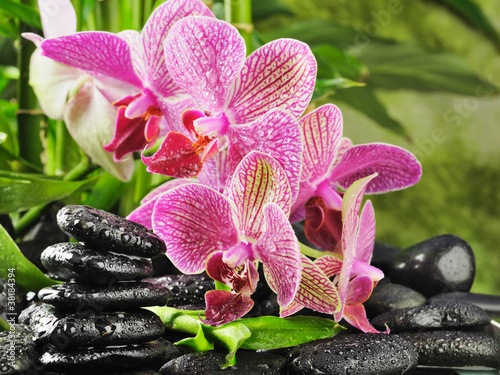 Tapeta ścienna Różowa orchidea