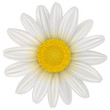 Daisy flower isolated
