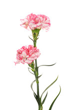 Beautiful Carnations Isolated On White