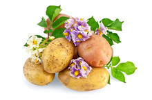 Potato Yellow And Pink With A Flower