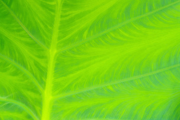 Canvas Print - Blattader - leaf vein 02