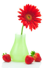 Wall Mural - red gerbera in a vase and strawberries  isolated on white