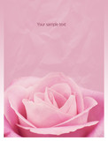 Fototapeta  - Gnieciony papier z różą