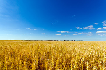 golden wheat field against a summer blue sky