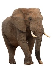 Wall Mural - large male african elephant isolated on white