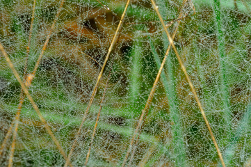 spider-web