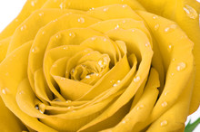 Yellow Rose With Water Drops
