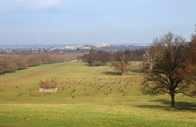 Windsor Great Park In Winter With Castle In The Background