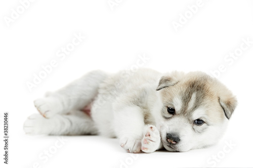 Board z aluminiowym obramowaniem Jeden szczeniak husky syberyjski