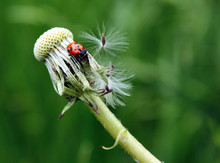 Ladybug On Dandelion