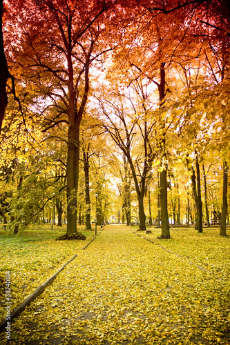 Board z aluminiowym obramowaniem Park jesienią