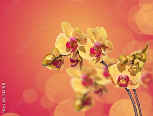 Obraz na płótnie canvas czteroczęściowy "tetraptyk" Żółta orchidea i odbicia, pomarańczowe tło