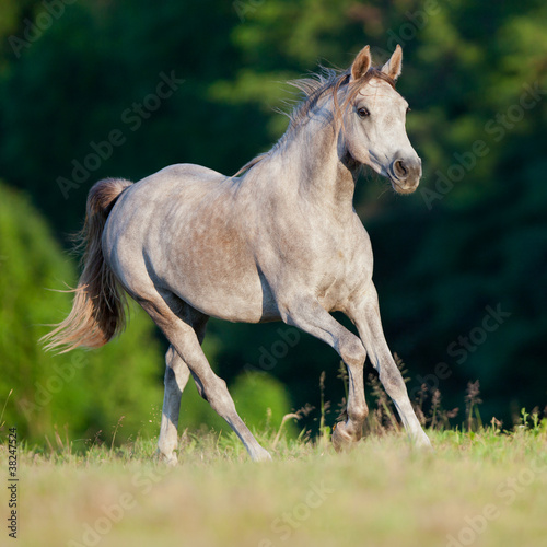 Tapeta ścienna Arabian szary koń galop w lesie