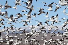 Snow Geese And Snow-covered Mountains