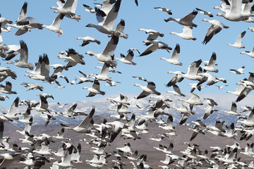 Wall Mural - Snow Geese And Snow-covered Mountains