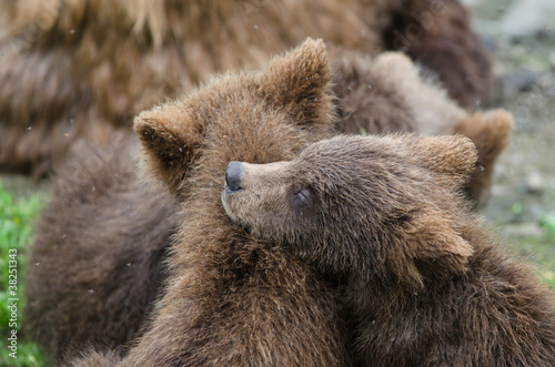 Fotoboard na płycie Niedźwiadki grizzly