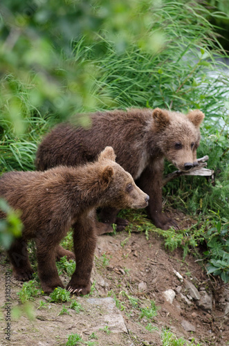 Fotoboard na płycie Niedźwiadki grizzly
