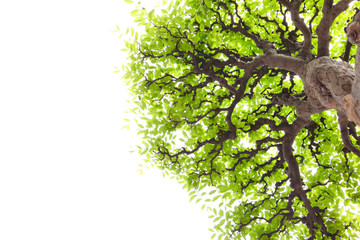Wall Mural - branch with green leaves
