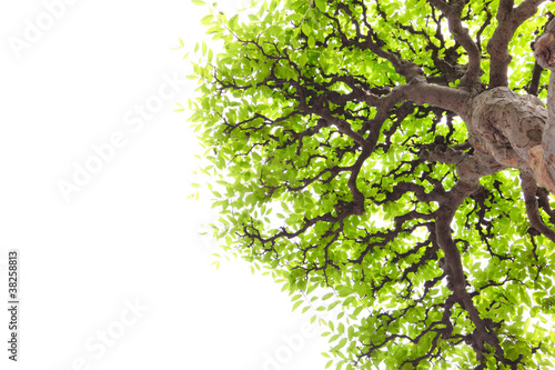 Fototapeta do kuchni Branch with green leaves