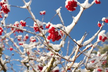Red Berries Covered In Melting Snow