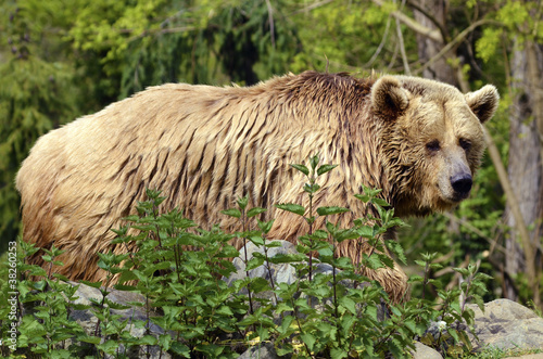 Fotoboard na płycie Zbliżenie niedźwiedź grizzly (ursus arctos horribilis)