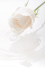 Isolated White Rose With Water Drop Creating Ripples On Water